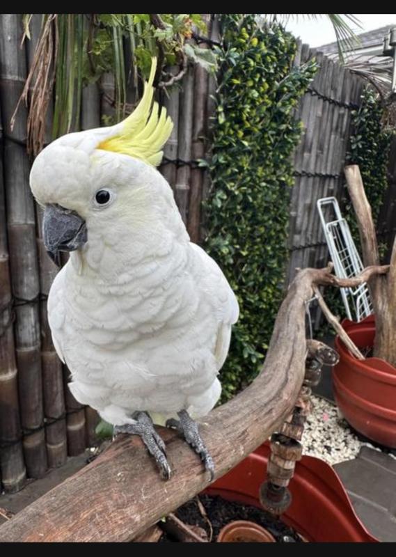 Silver crested cockatoo male hand tame talke over two years old