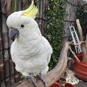Silver crested cockatoo male hand tame talke over two years old