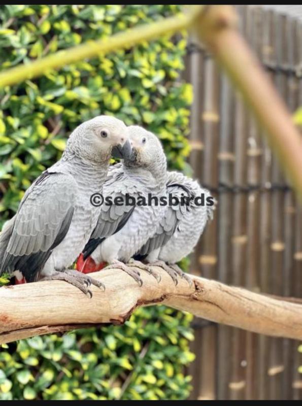 Babies African Grey hand raised tame very friendly and healthy bird