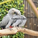Babies African Grey hand raised tame very friendly and healthy bird