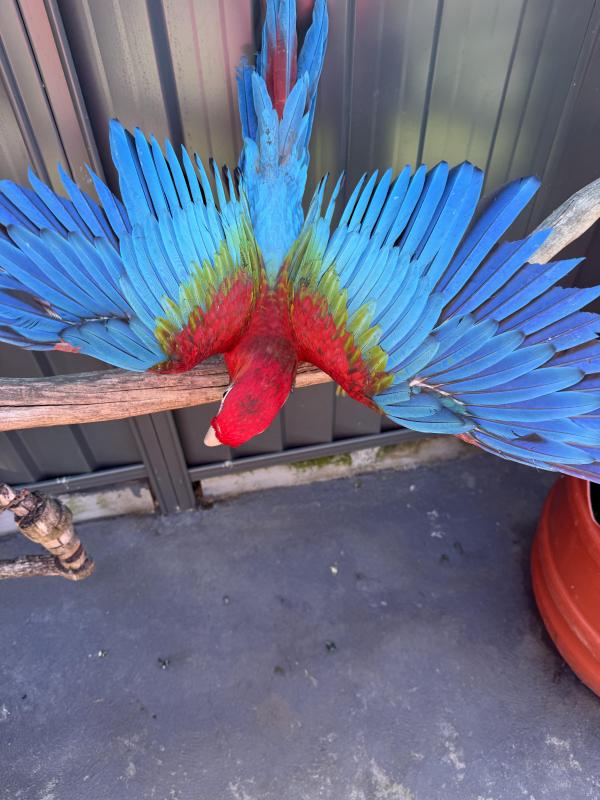 Baby Green-winged Macaws hand raised very friendly