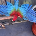 Baby Green-winged Macaws hand raised very friendly