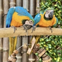 Blue & Gold hand raised very friendly good with kids excellent feathers