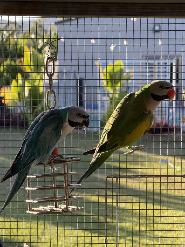 Blue moustache parrot