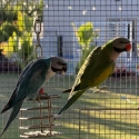 Blue moustache parrot