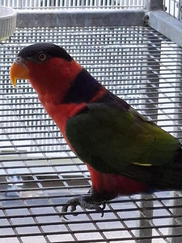 Black capped lory's breeding pr's sell or trade