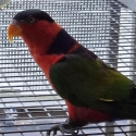 Black capped lory's sell or swap