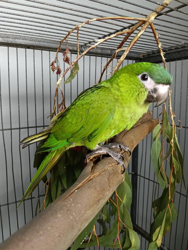 Hahn's macaws