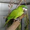 Hahn's macaws