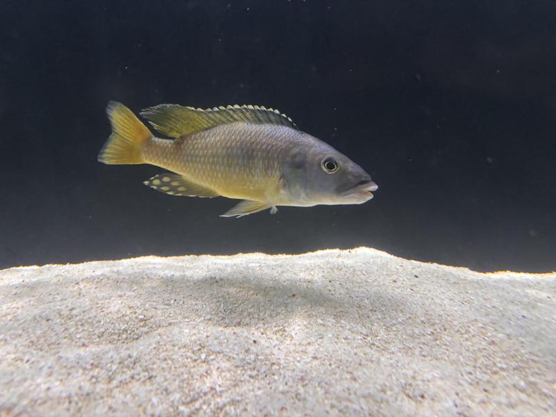 African cichlids for sale