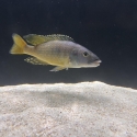 African cichlids for sale