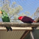 Eclectus parrots