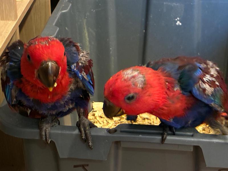 Eccky Chicks