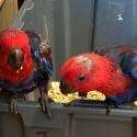 Eccky Chicks