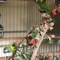 Yellow collared macaw