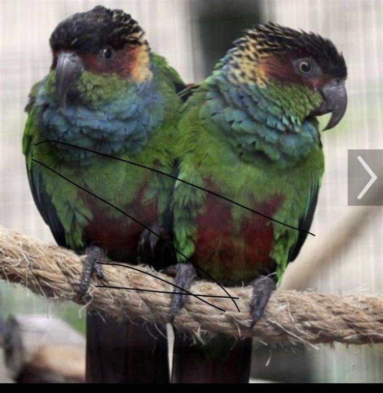 BLUE THROATED CONURES H/R