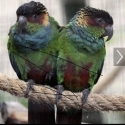 BLUE THROATED CONURES H/R