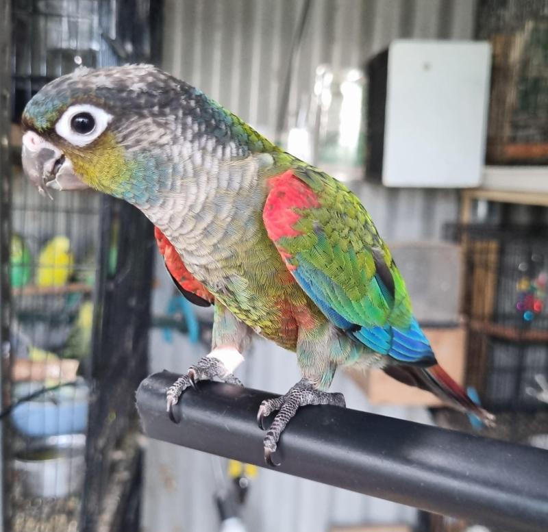 Handraised Crimson Bellied Conures