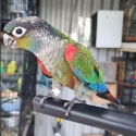 Handraised Crimson Bellied Conures