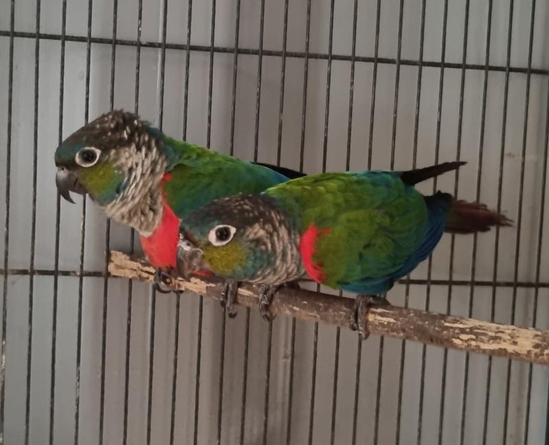Crimson bellied Conures, Breeding pair