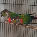 Crimson bellied Conures, Breeding pair