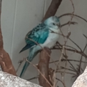 Blue Male Grass Parrot