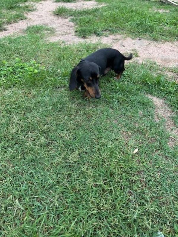 mini dachshund male