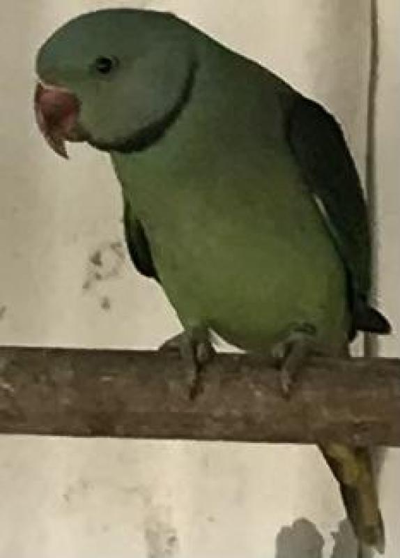 MALABAR