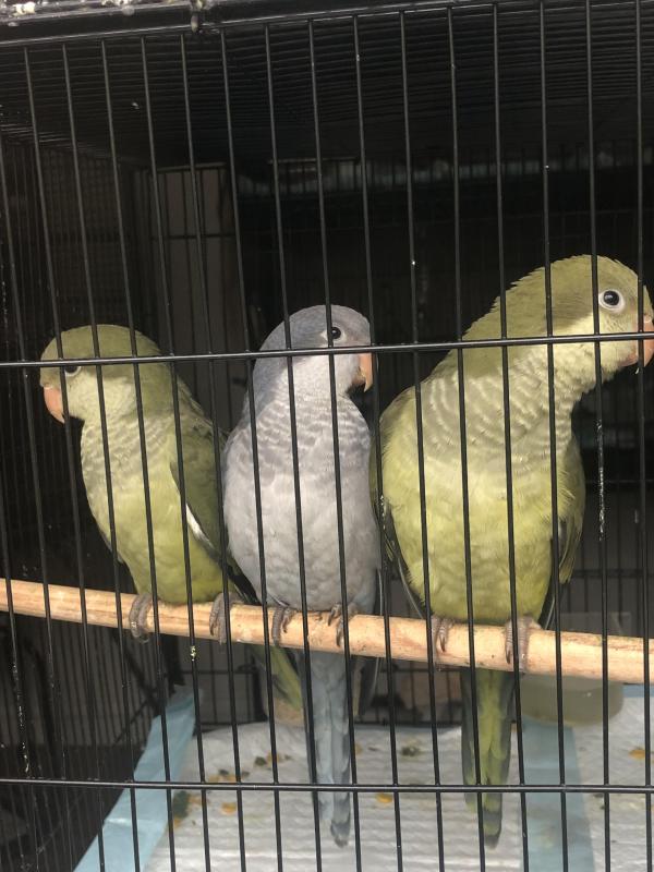 Quakers Double Split Opaline/Pallid