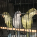 Quakers Double Split Opaline/Pallid