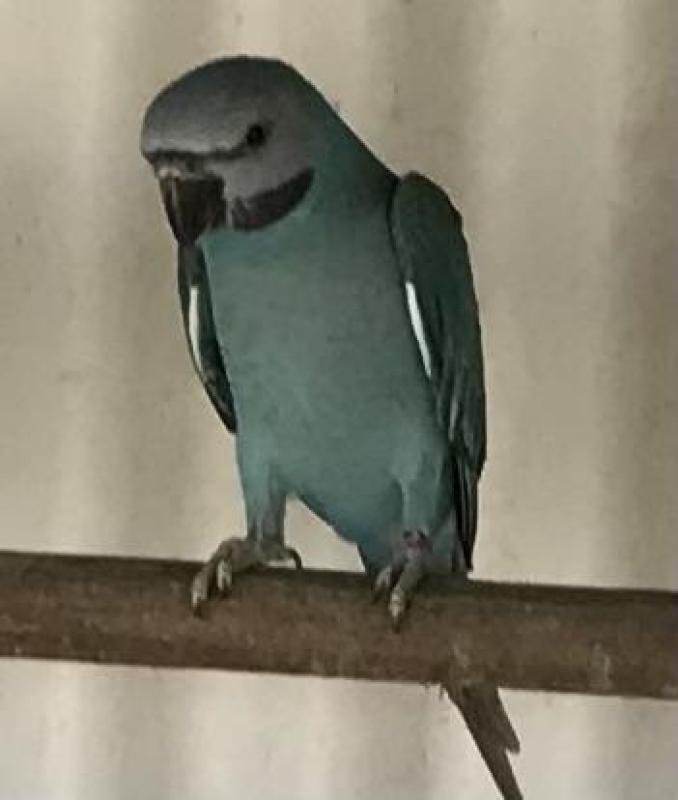 Birds