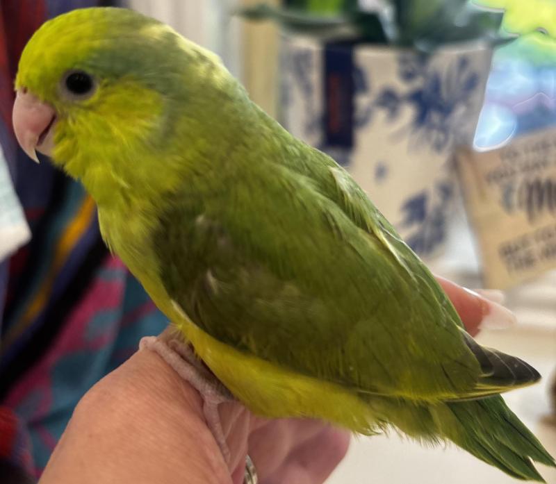 HAND-RAISED BABY PARROTLETS