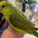 HAND-RAISED BABY PARROTLETS