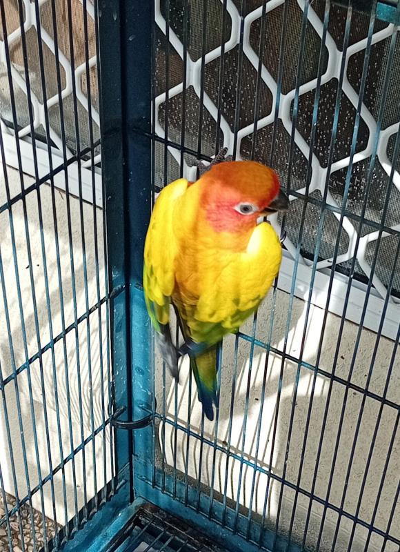 Sun Conure