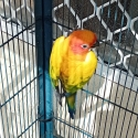 Sun Conure