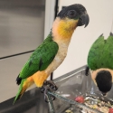 Male Black Headed Caique