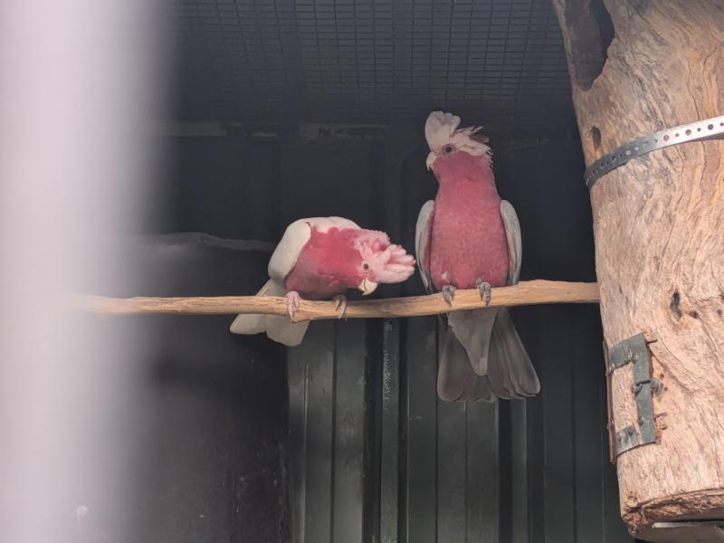 Wanted blue galah hen