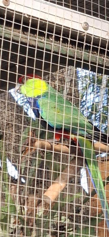 WANTED: Red-capped Parrot Hen
