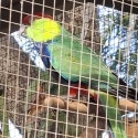 WANTED: Red-capped Parrot Hen