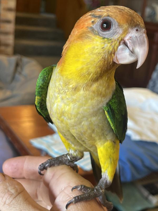 White bellied caiques