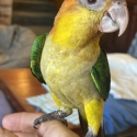 White bellied caiques