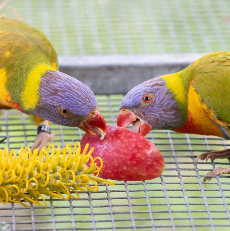 Sex Linked Cinnamon Rainbow Lorikeet