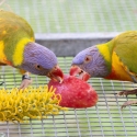 Sex Linked Cinnamon Rainbow Lorikeet