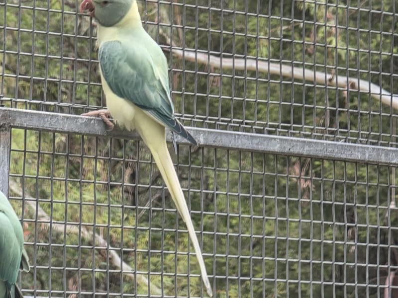 Indian ringnecks