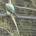 Indian ringnecks