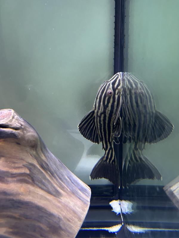 L27 thunder line royal Plecos