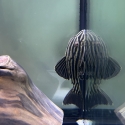 L27 thunder line royal Plecos