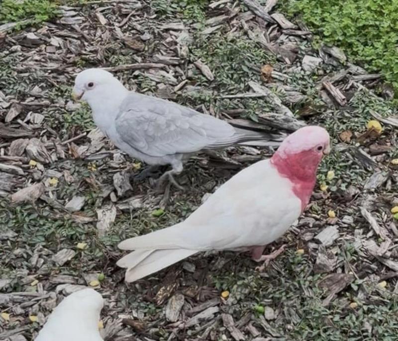 TOP GENETICS - Blue/Cinnamon galah pair