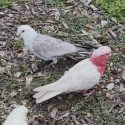TOP GENETICS - Blue/Cinnamon galah pair