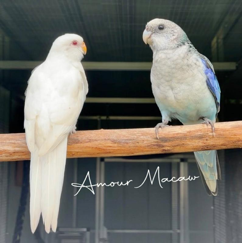 Eastern rosella pair. Blue cock, albino hen